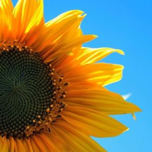 Meet your Posher, Kylie